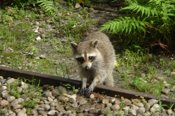 image of Raccoon on Tracks